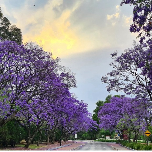 SHOW FLYER- LIKE THIS LISTING TO GET NOTIFIED WHEN I GO LIVE - Picture 4 of 6